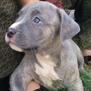 Meet your Posher, Hema